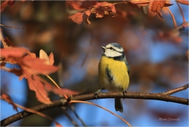 <p>SÝKORA MODŘINKA (Cyanistes caeruleus) ---- /Eurasian blue tit - Blaumeise/</p>